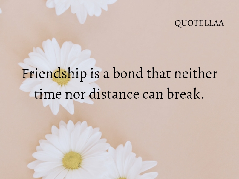 Friendship quotes 